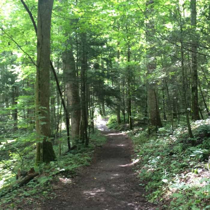 Near Cosby Nature Trail