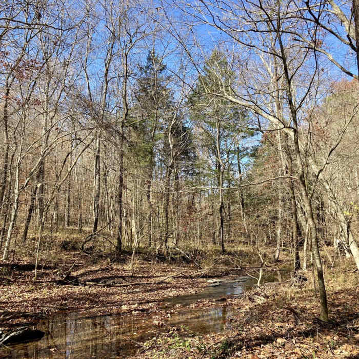 Near Laurel Woods Trail