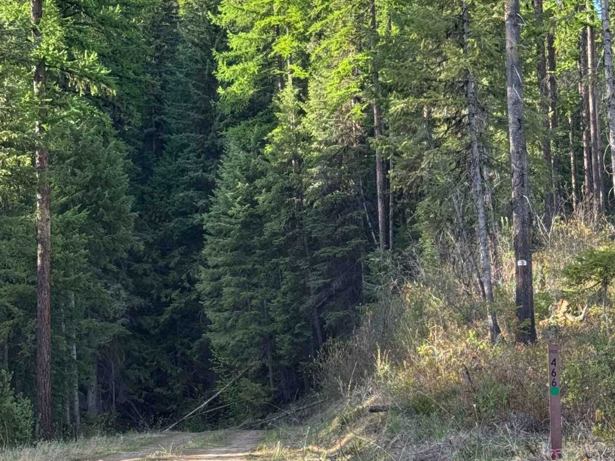 FS 2000-466 trail photo