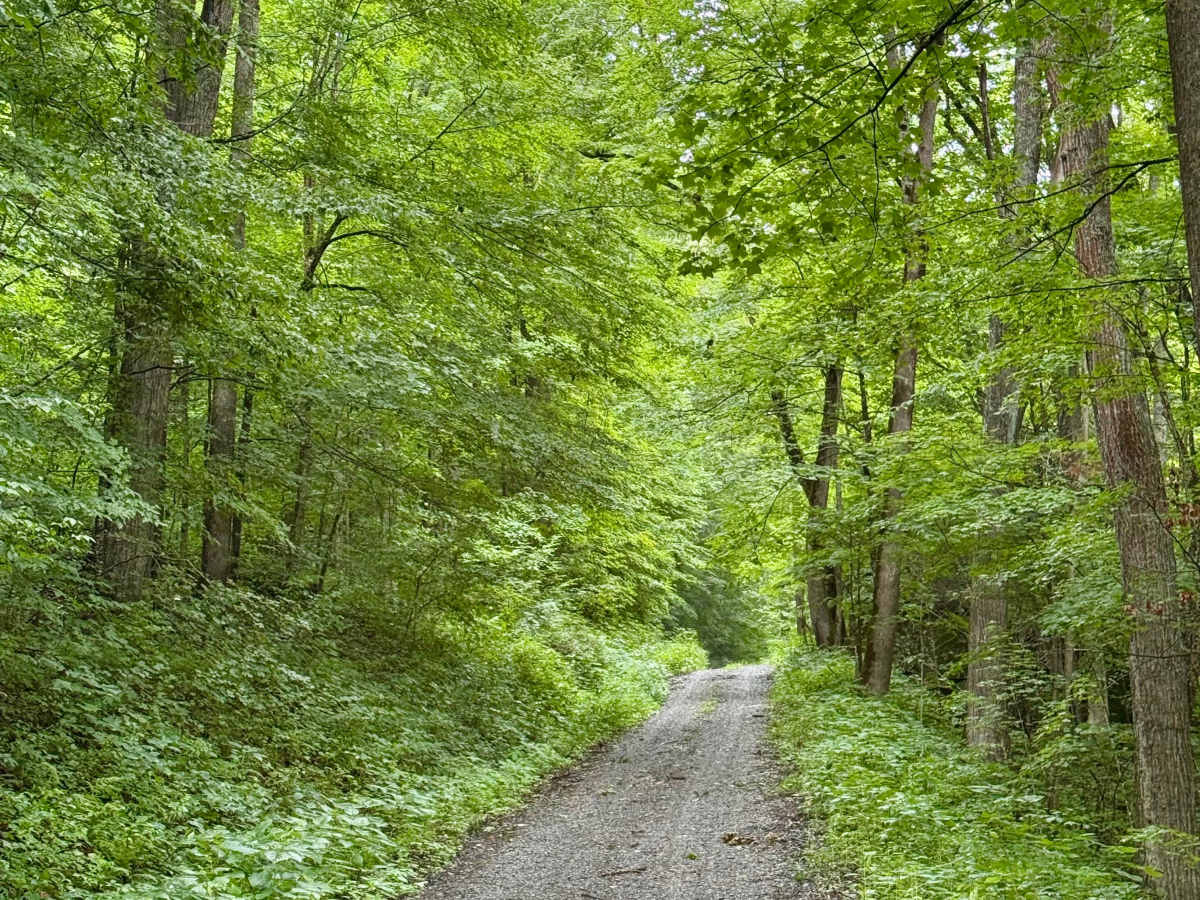 White Oak Road - FS 133 photo 4