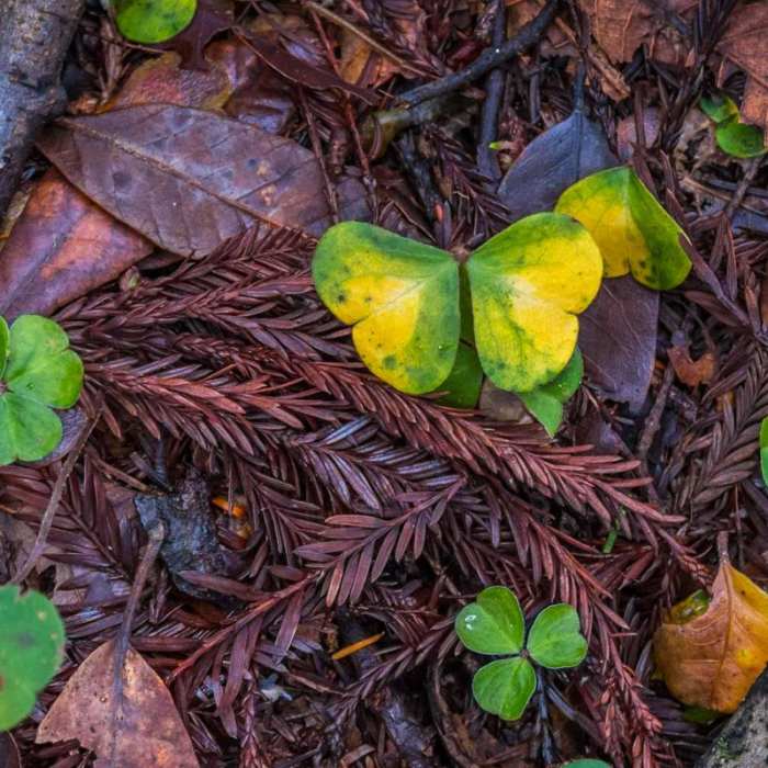 Near River Trail Hike