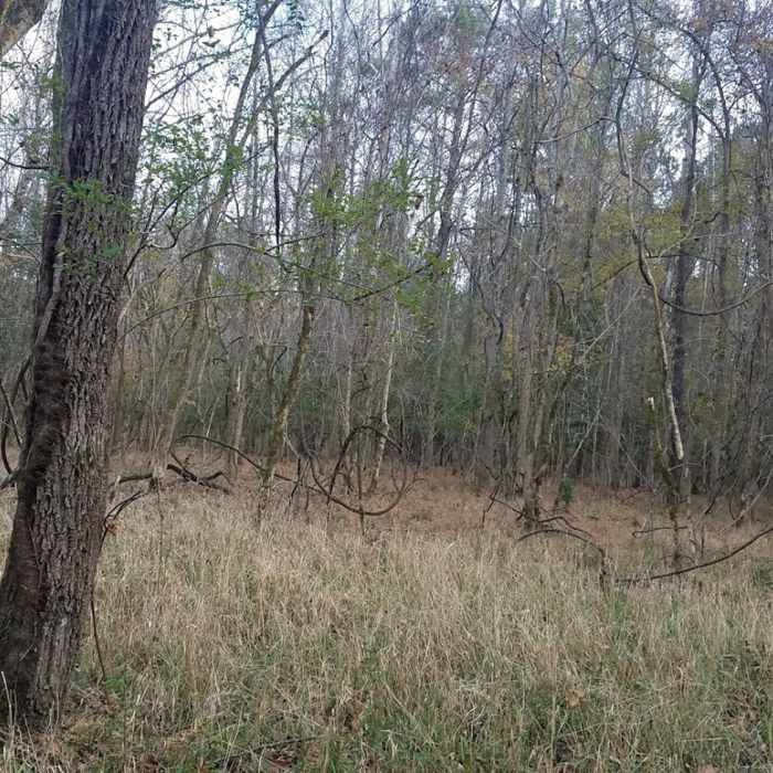 Vines Near Mountain Laurel Loop