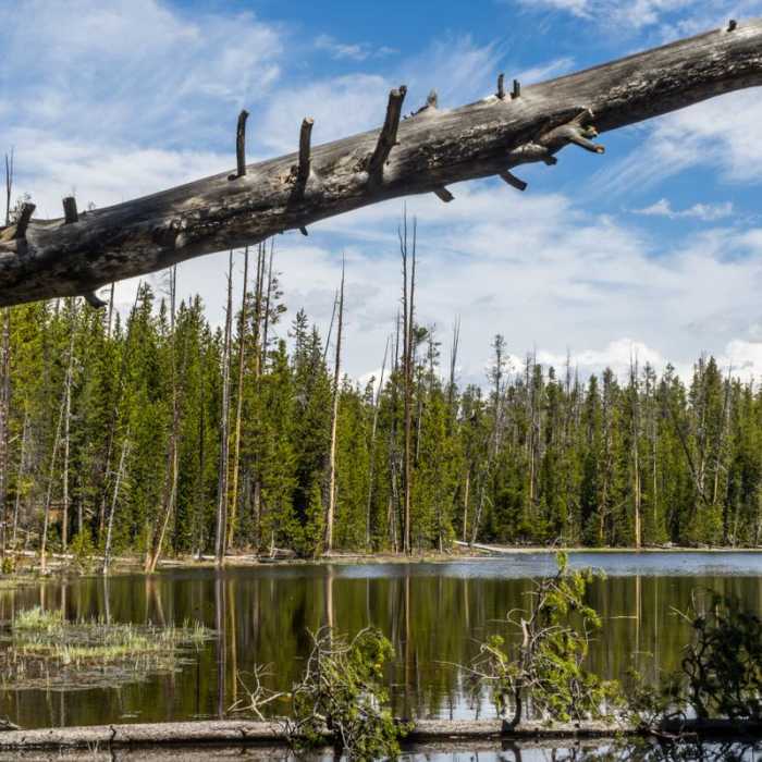 Near Ribbon Lake Trail