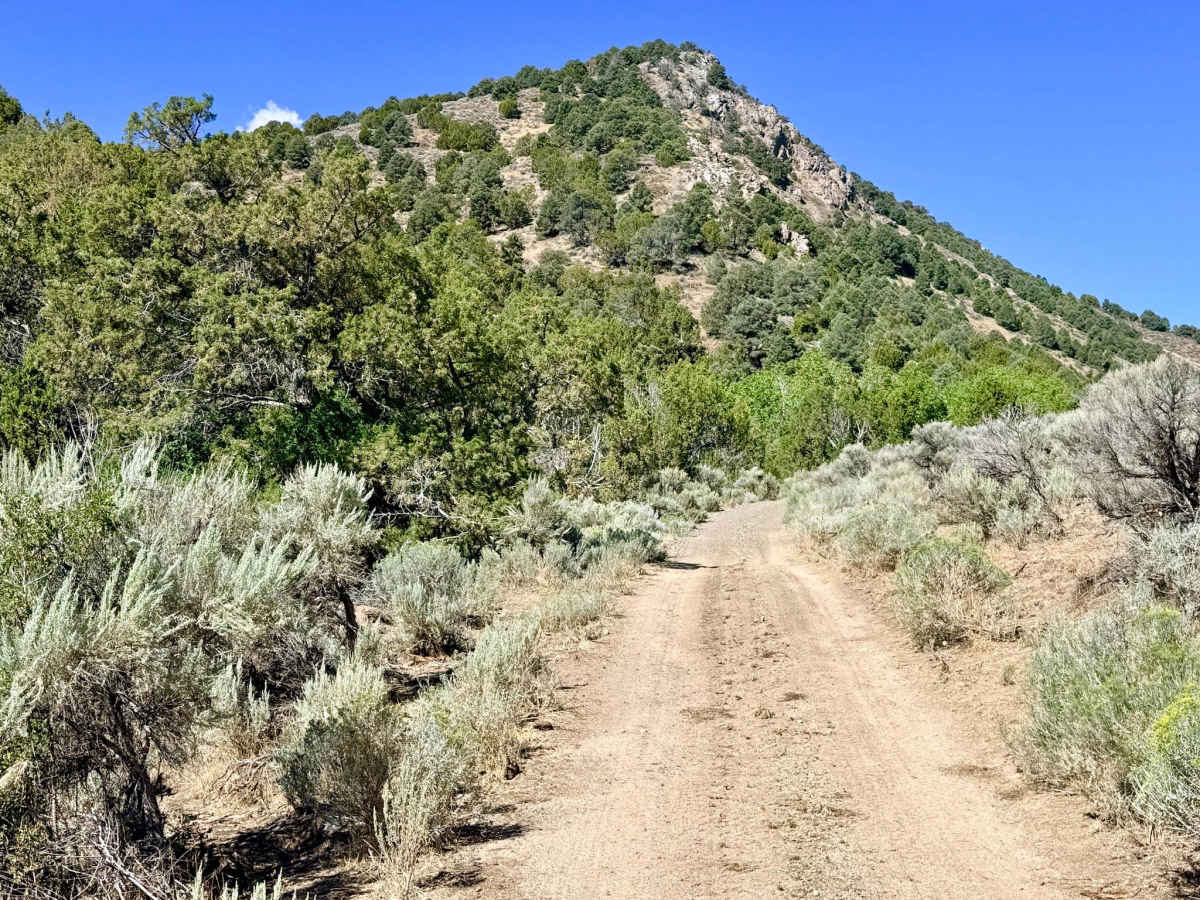 Longhair Smith Canyon - FS 57089 photo 3