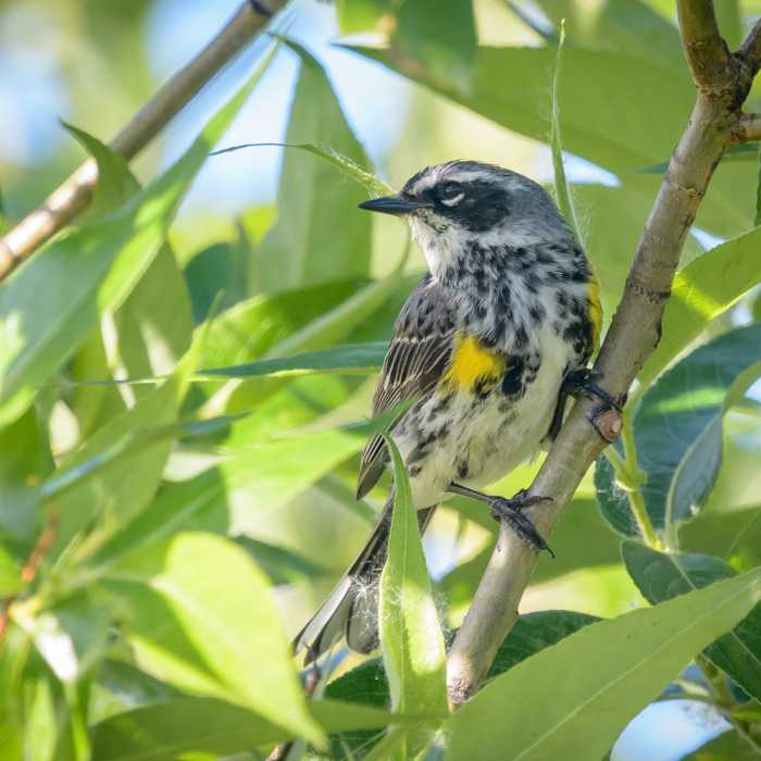 Yellow-rumped Warbler (Myrtle) Near Potter Marsh Tour