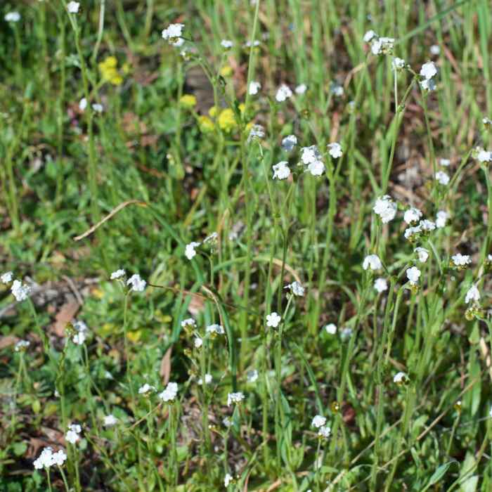 Near South Wilderness Trail
