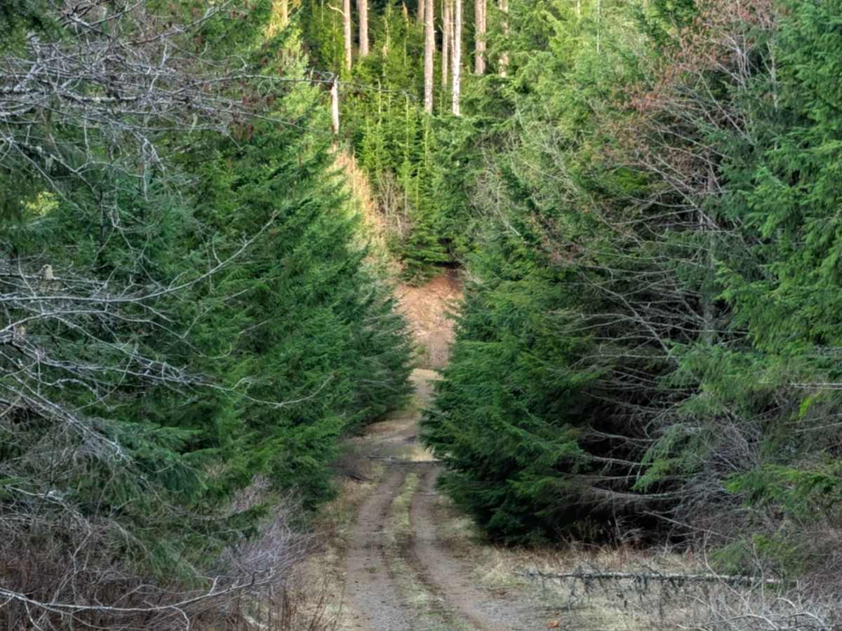 Bremer Mountain photo 3