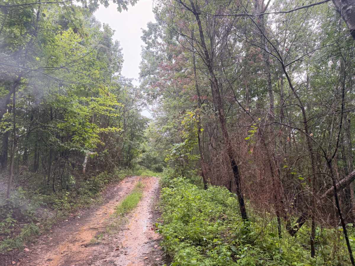 12 trail photo