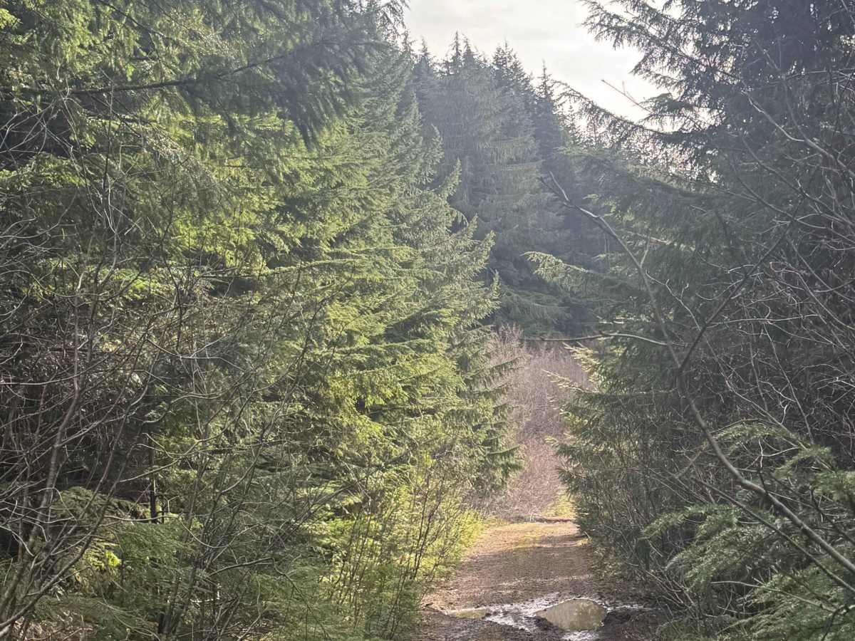 Wildcat Loop 2 - FS 7400 trail photo