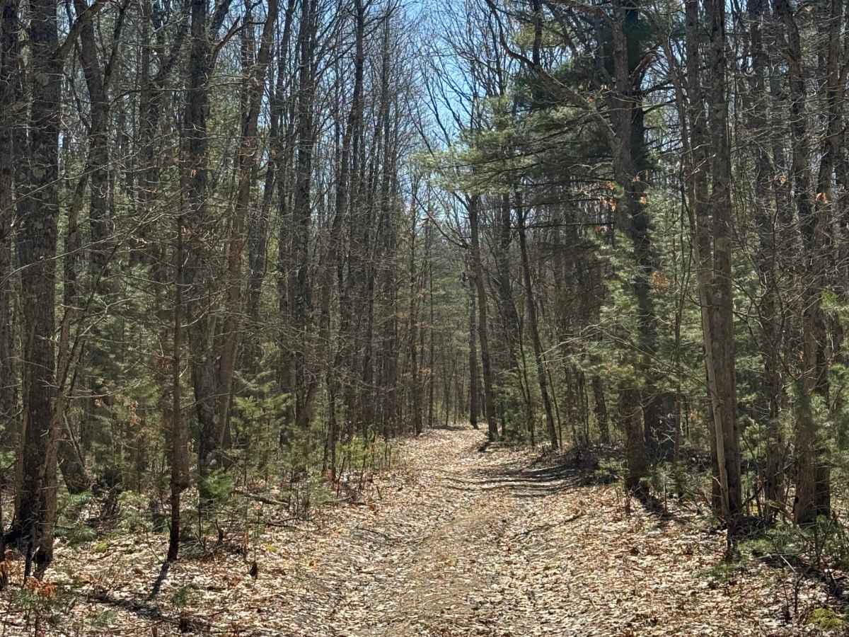 FS 8789 trail photo