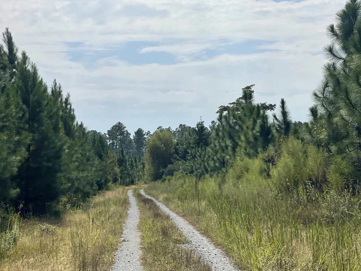 Lonesome Pine photo 2