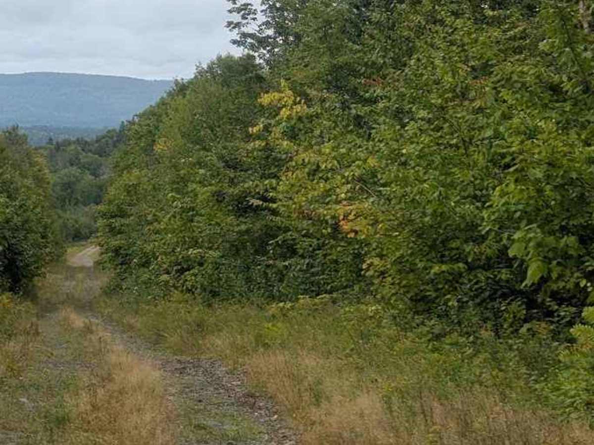Narrows Mountain Trail photo 3
