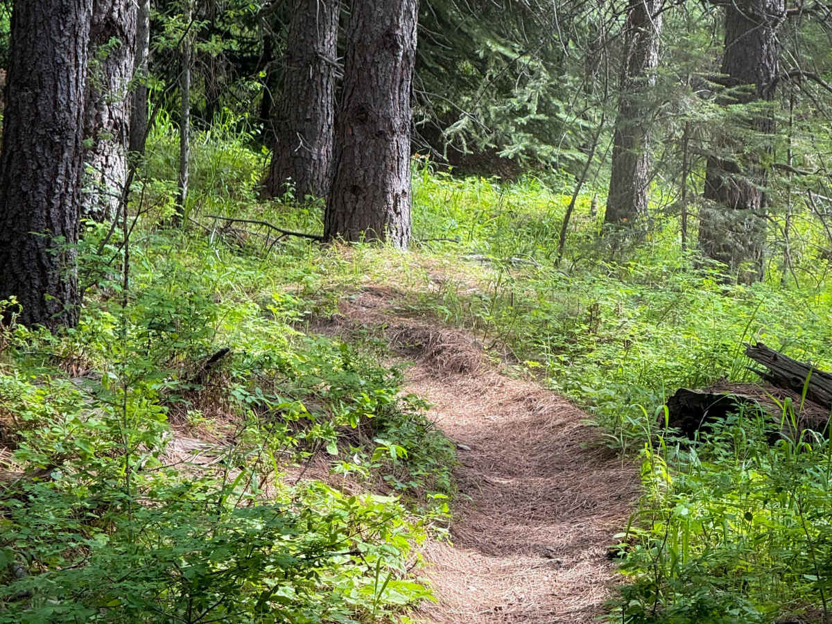 Snag - Trail 308  photo 6