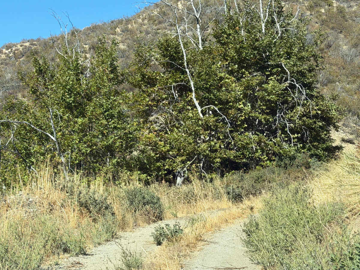 Magic Mountain Summit Trail  photo 5