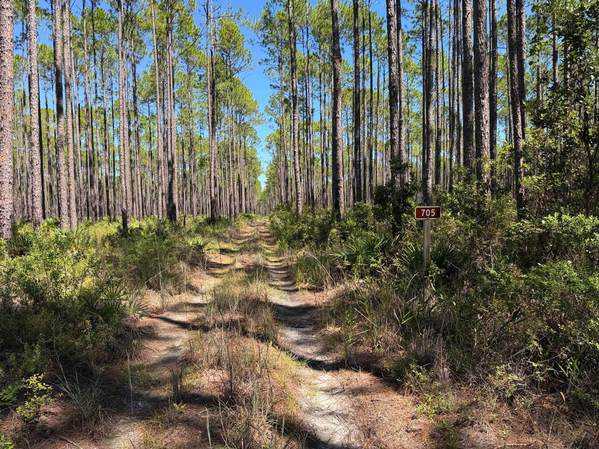 FS 705 trail photo