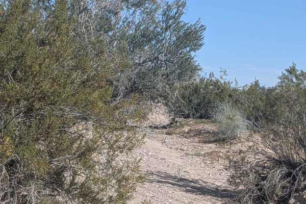 EC1168