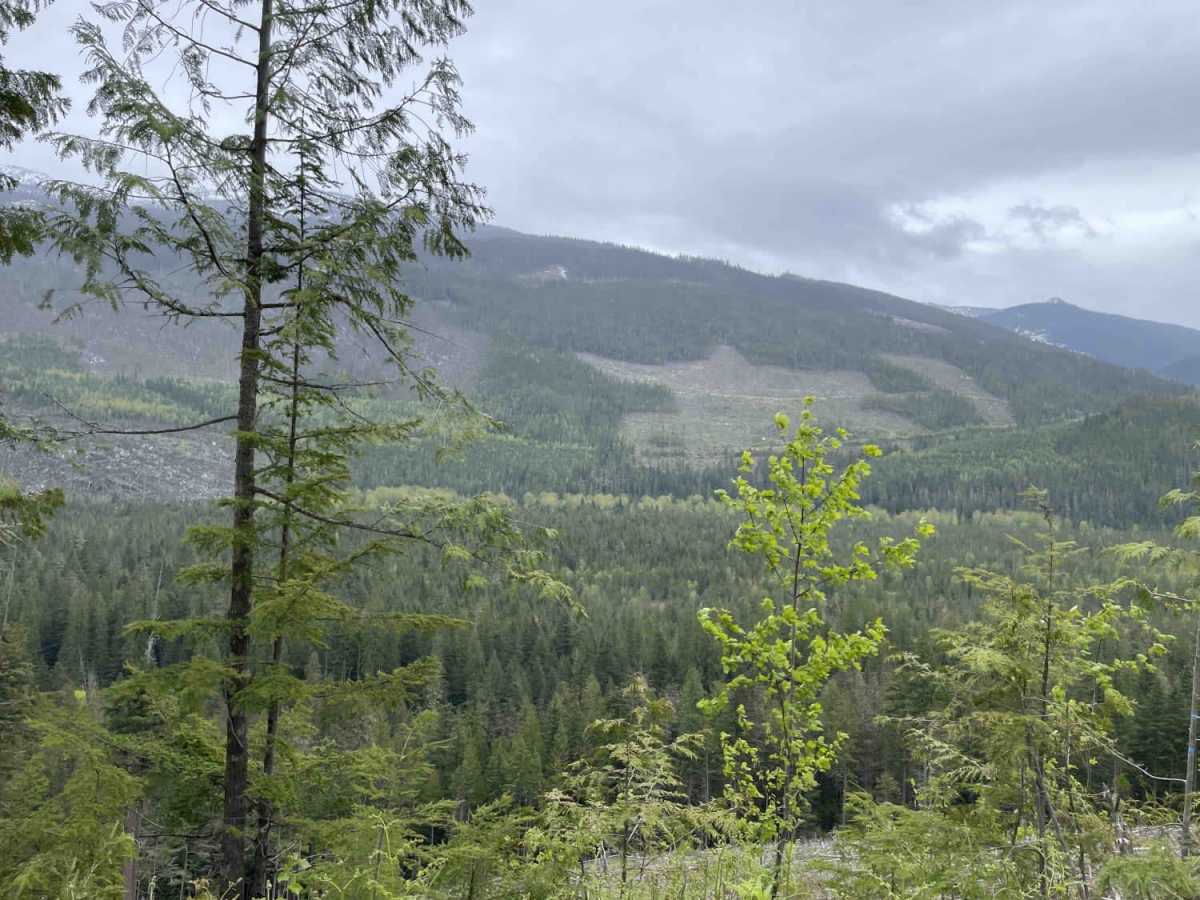 3 Valley Mabel Lake FSR Road to Kingfisher photo 2