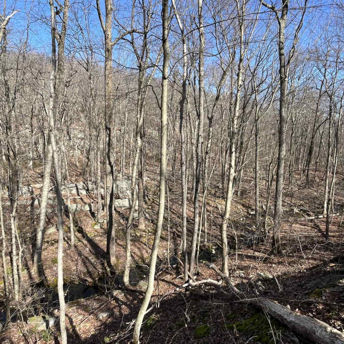 Near Beach Glen Loop via Wildcat Ridge Near Beach Glen Loop via Wildcat Ridge