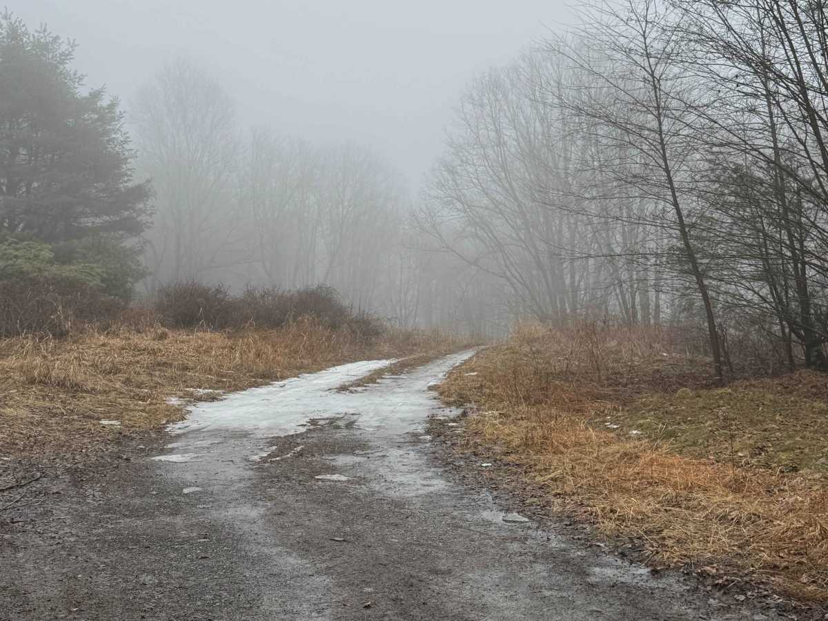 Old Wooded Road photo 2