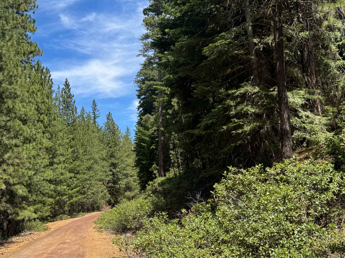 Black Butte North - FS 1110-700 trail photo