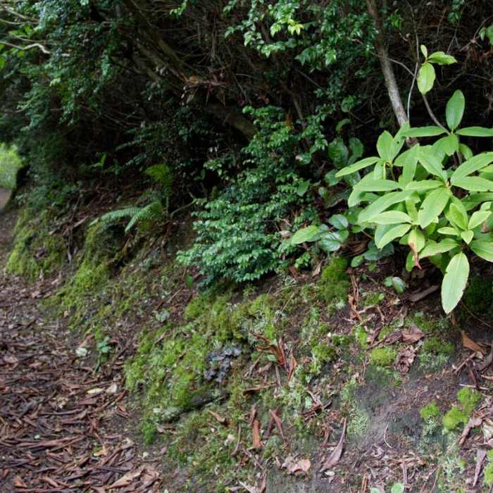 Near Sutton Campground Loop