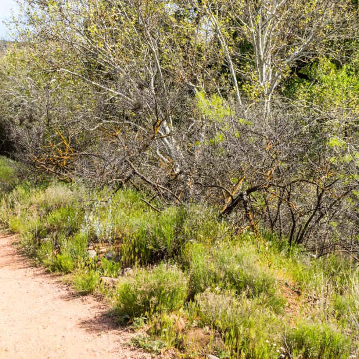 Near Red Rock Loop Hike