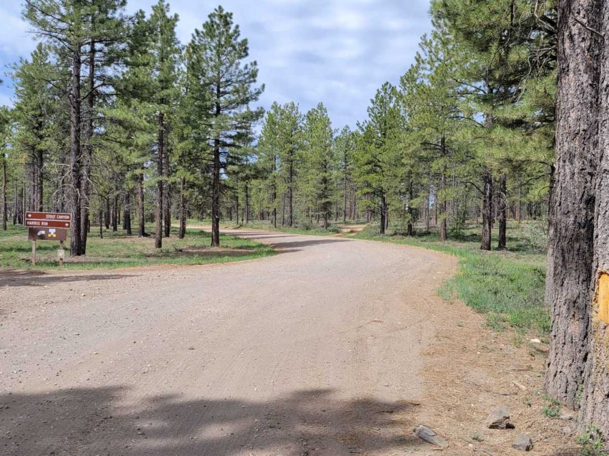 Harris Rim trail photo