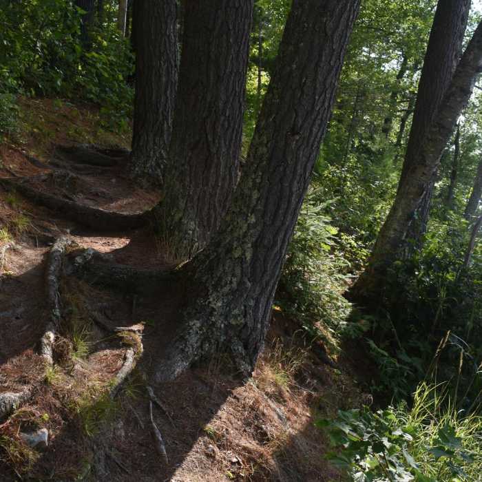 Near Loon Lake Trail