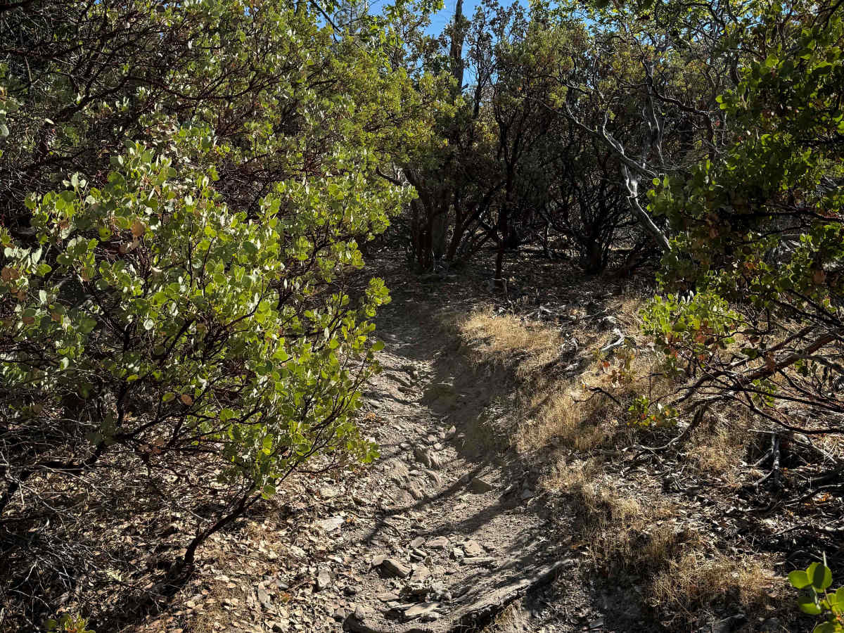 Trail 1-5 (11E51)  photo 4