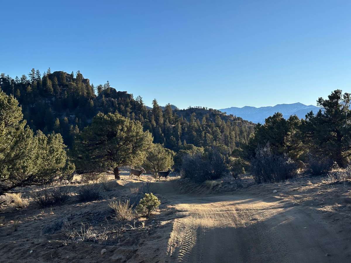 Little Fourmile Road - FS 373 photo 5