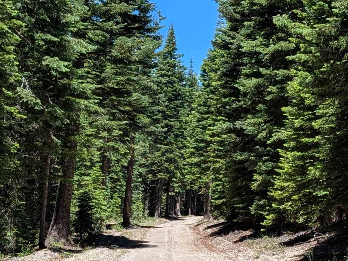 Red Cap - FS 43N08 trail photo