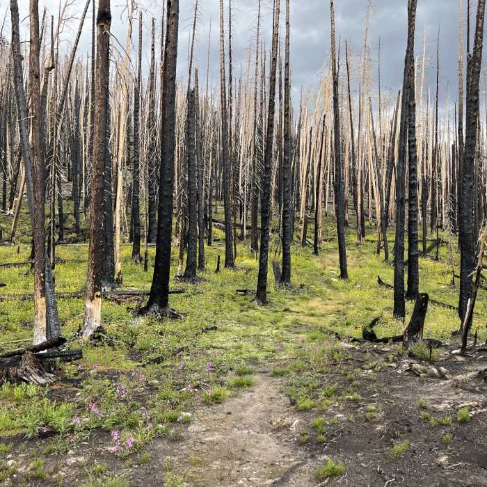 Near Mummy Pass Trail