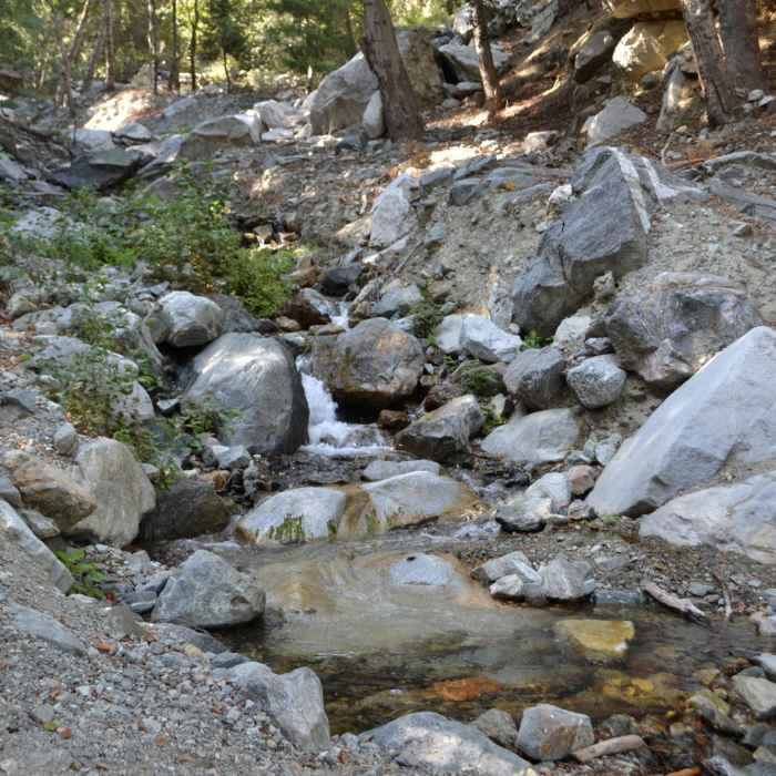 Near Middle Fork Trail #6W01