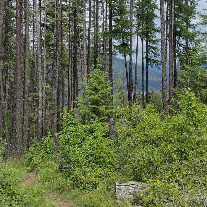 Near Bernard Peak Trail (#37)