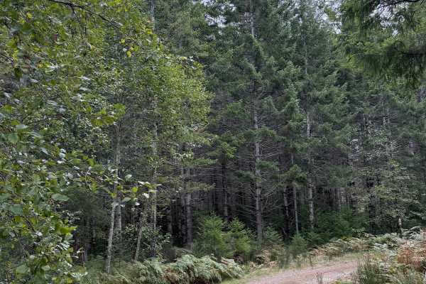 Hoodsport - North Cushman Connector