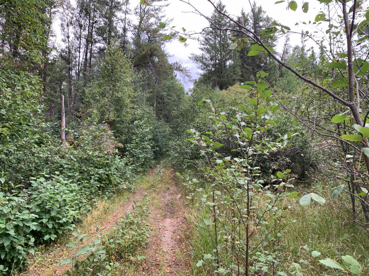 Jackpine Trail - FS 173K photo 3