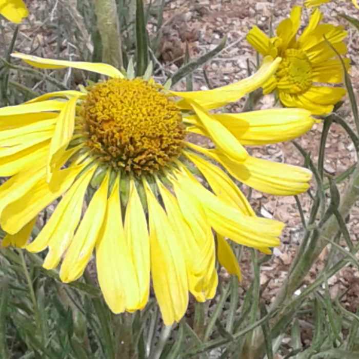 Near Independence Pass