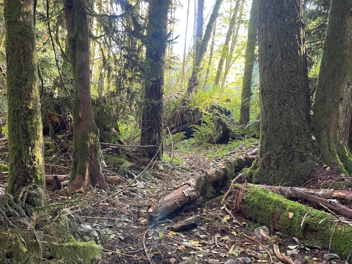Entrance Trail photo 4