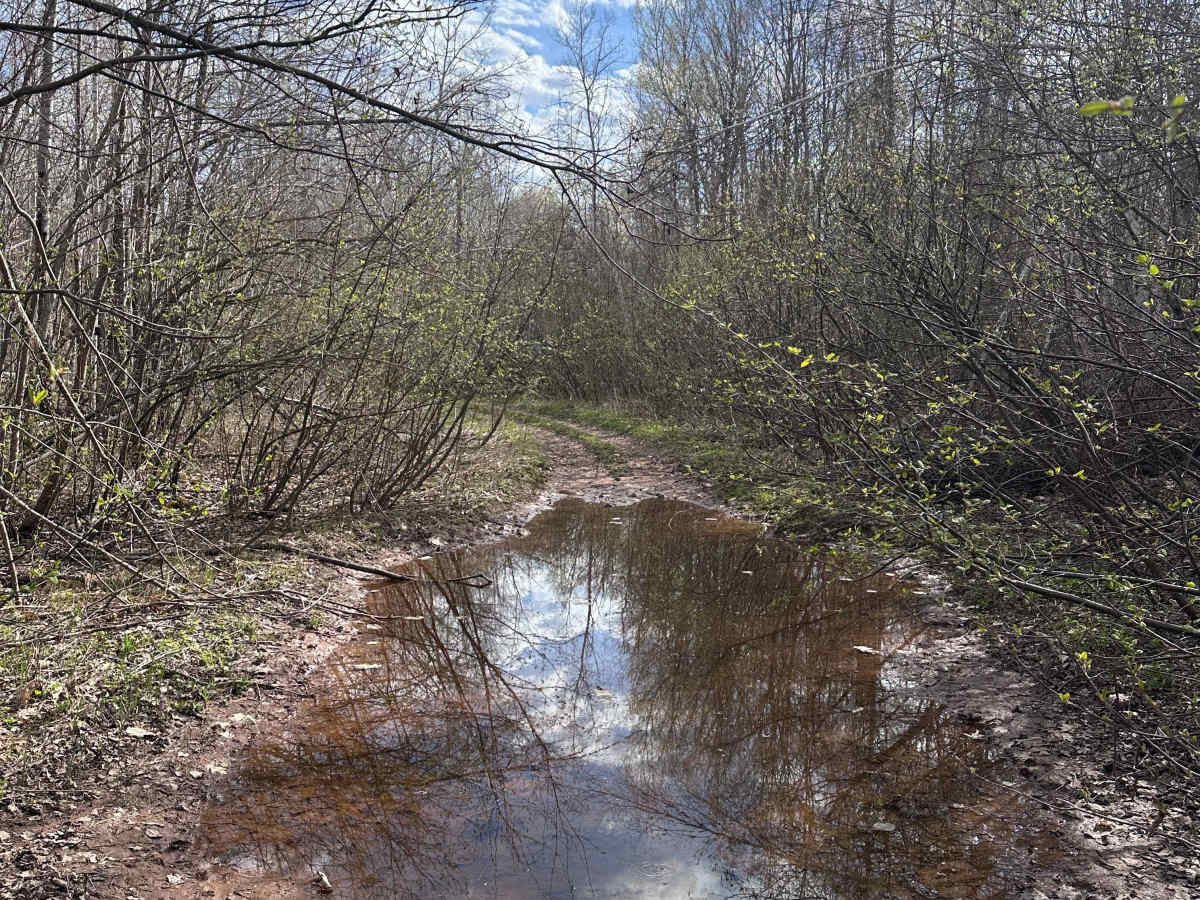 Abandoned Bog Trail | Off-Road Trail Maps, Difficulty, Trail Status ...