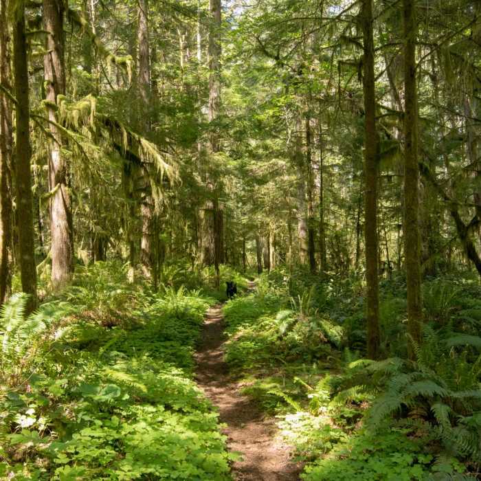 Near South Willamette Trail Hike