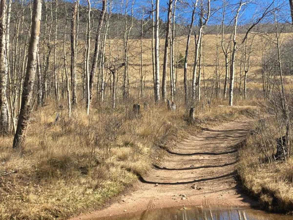 Wahl - FS 809 trail photo
