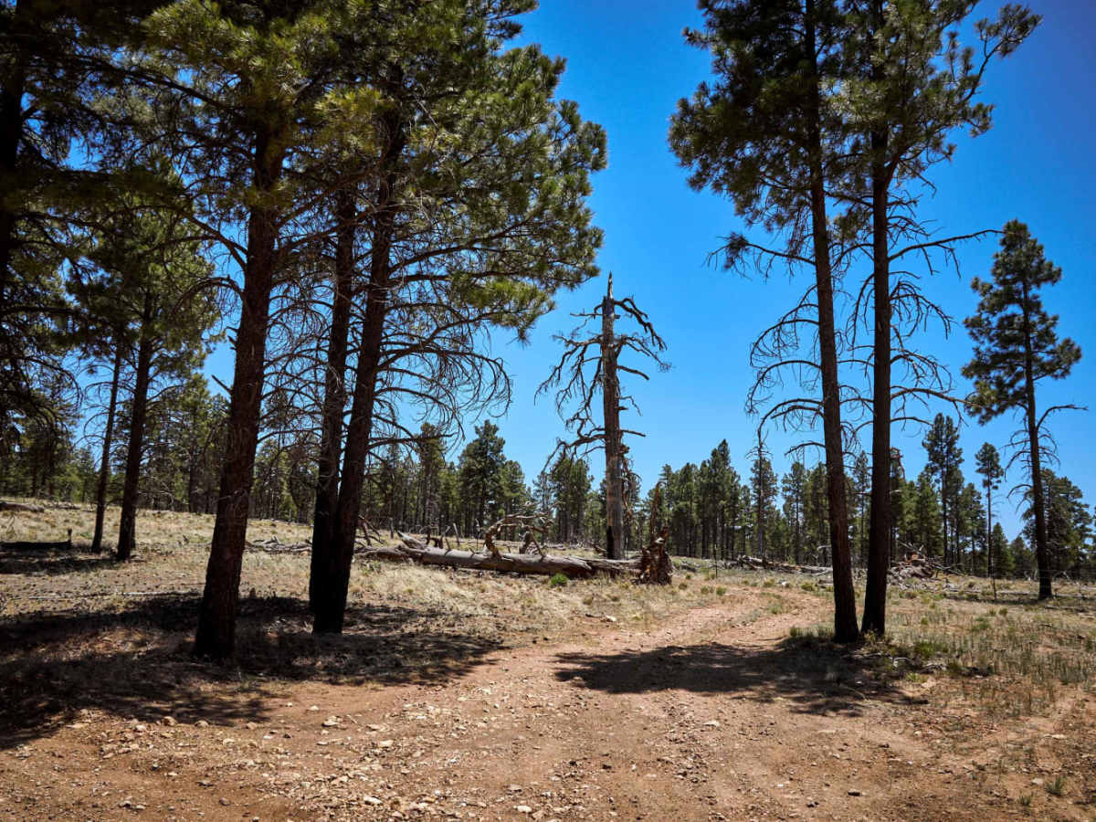 303H trail photo