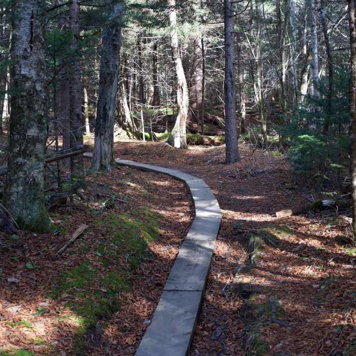 In areas that were susceptible to mud and erosion, the Friends of the Smokies helped install elevated boardwalks in sections of the trail to help preserve the area and make traveling along this trail a little easier. Near Silers Bald Loop