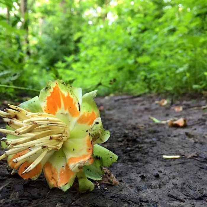 Near Boyce Park East and West Loop
