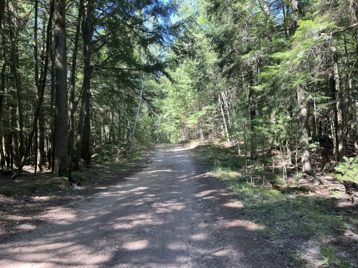 Fir -  Forest Road 13040 photo 3