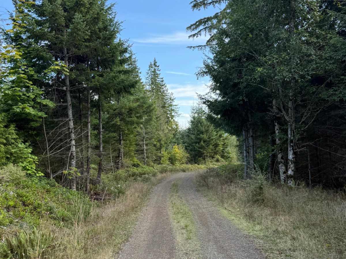 DNR Road 1263 photo 5