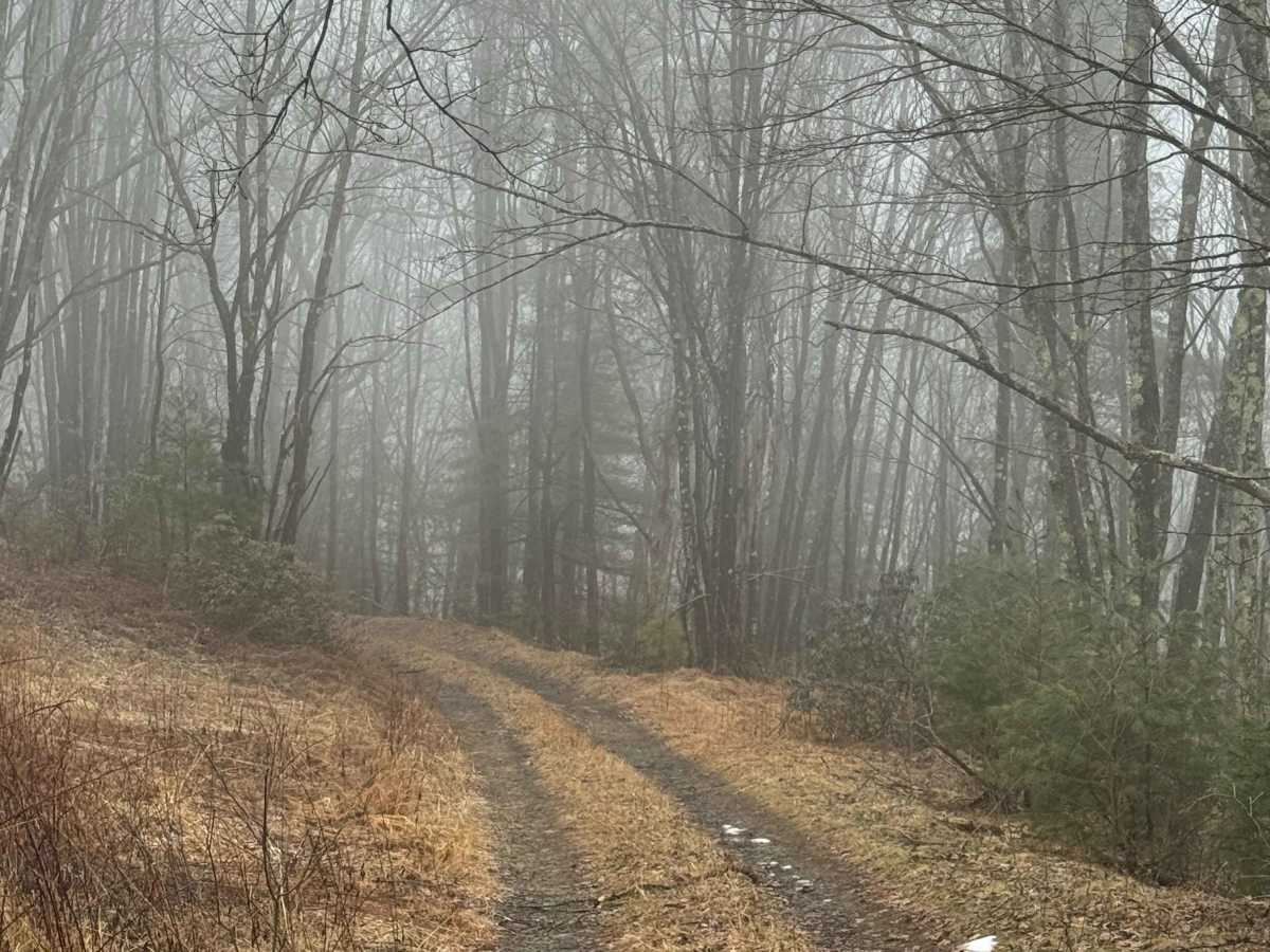 Old Wooded Road photo 3