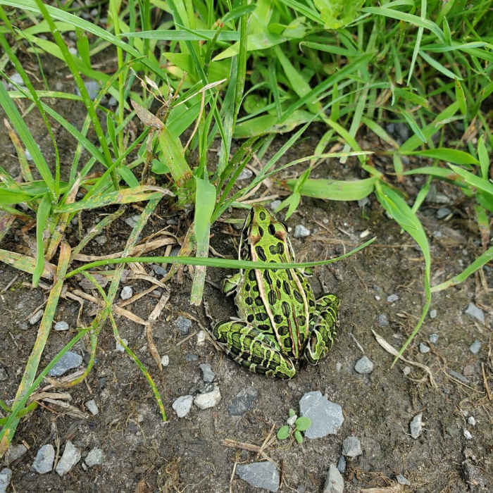 Near Little Cataraqui Creek Loop