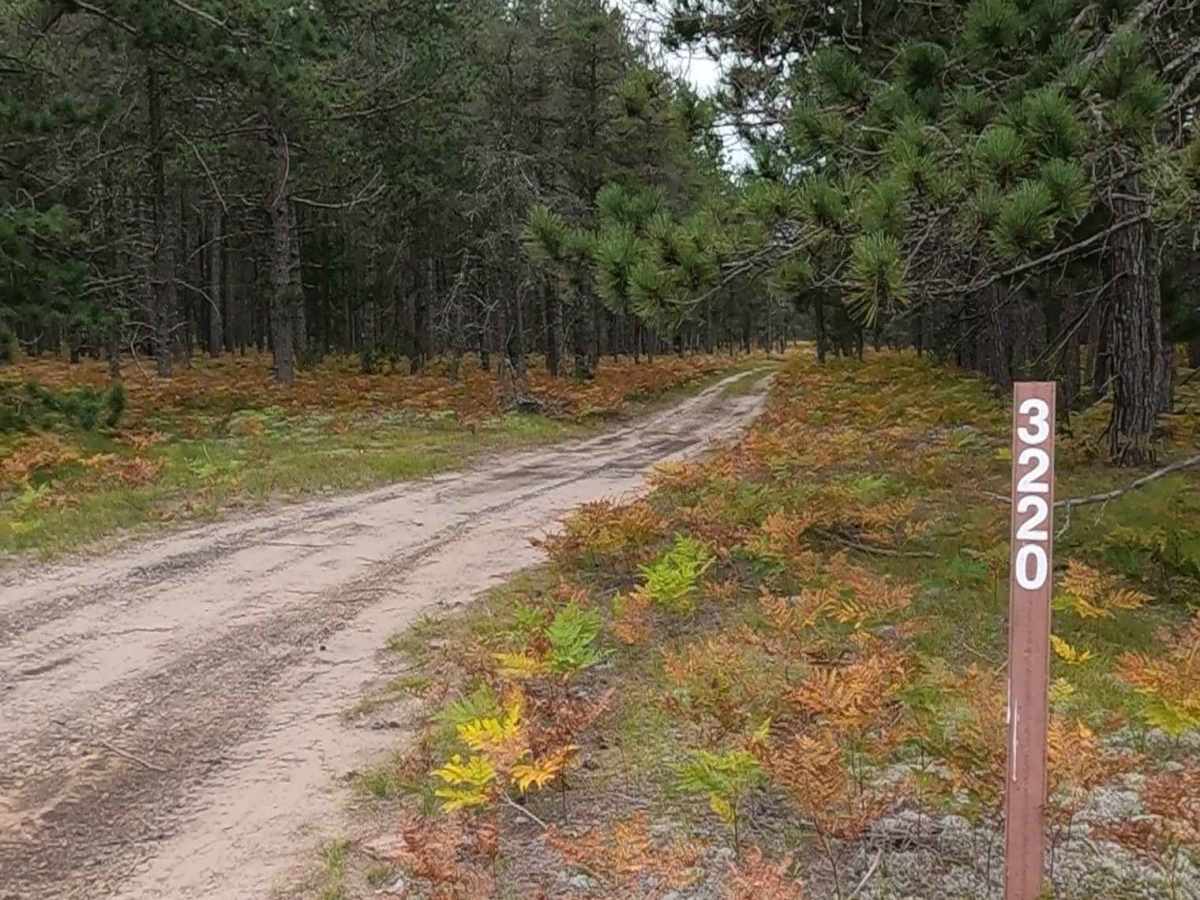 Grouse Track - FSR 3220 trail photo