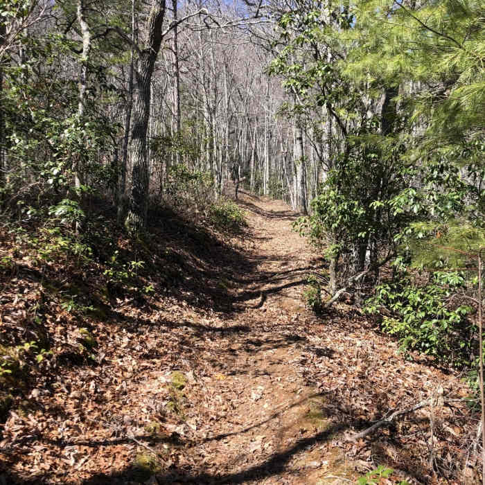Near Thomas Divide Trail